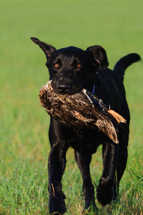 Black Labrador carrying a duck through a grassy field