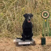 Black retriever posing with an award ribbon