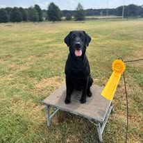 Black retriever posing with an award ribbon