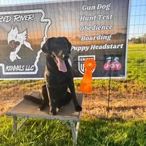 Black retriever posing with an award ribbon