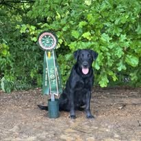 Black retriever posing with an award ribbon