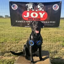 Black retriever posing with an award ribbon