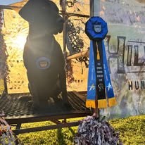 Black retriever posing with an award ribbon