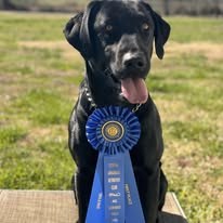 Black retriever posing with an award ribbon