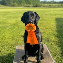 Black retriever posing with an award ribbon
