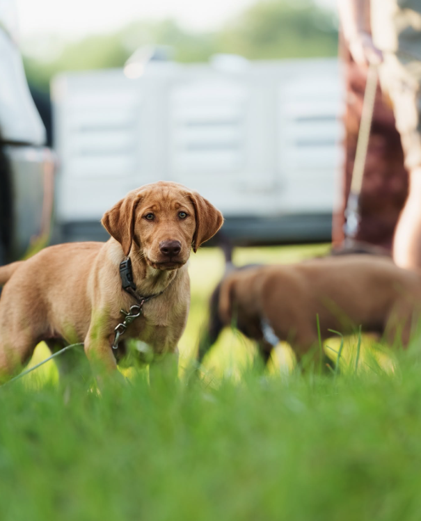 Brown puppy standing in grass